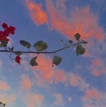 张光明
